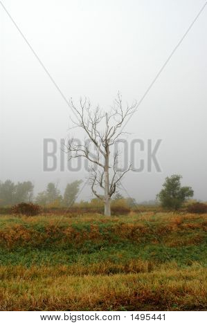 Osamělý strom