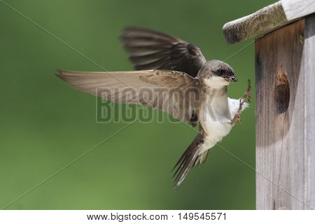 Tree Swallow (tachycineta bicolor) bringing food to the nest