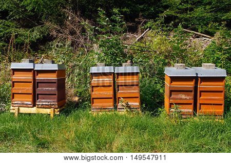 Row of wooden beehives with trees in the background