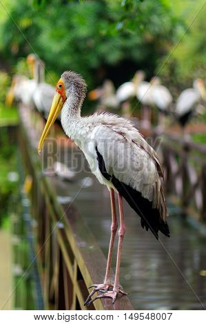 a lot of white storks sitting on bridge railings ciconia at rainy day. stork.