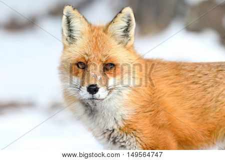 Red Fox (vulpes) in snow in winter