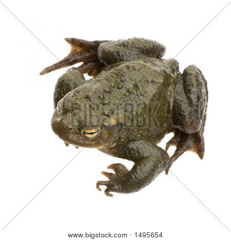 Обыкновенная жаба - Bufo Bufo