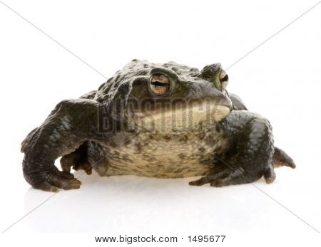 Обыкновенная жаба - Bufo Bufo