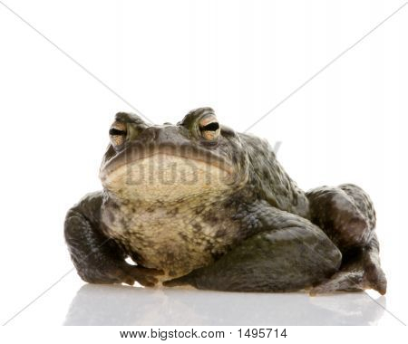 Обыкновенная жаба - Bufo Bufo
