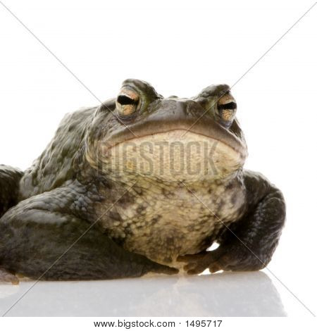 Обыкновенная жаба - Bufo Bufo