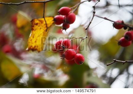 Ripered hawthorn berries on a tree at autumn.