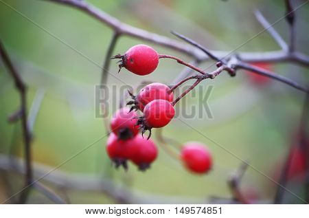 Ripered hawthorn berries on a tree at autumn.