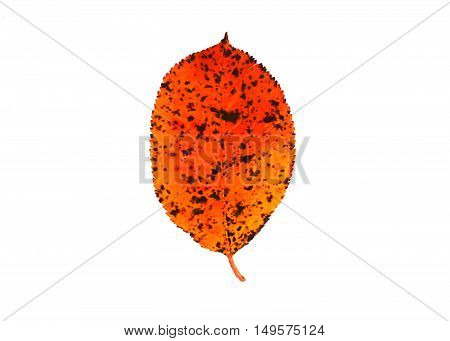 Red autumn leaf isolated on white background