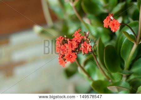 red flower in flower pot . .