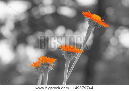 Mexican Sunflower In Black And White Background