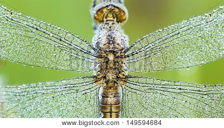 Website banner of dragonfly wings with water drops