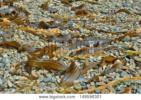 A close up of the drift-weed on beach.