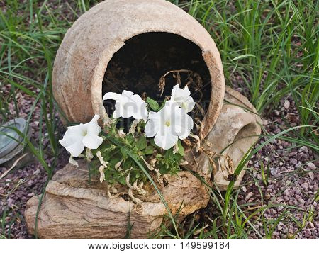 white flowers grow in a pot brown the outside vintage