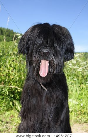 Briard černý