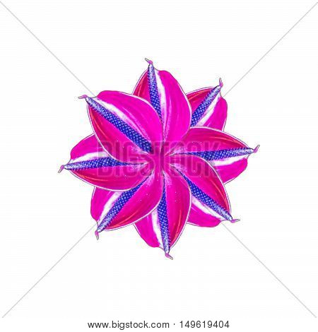 Purple orquidea photo isolated on white background