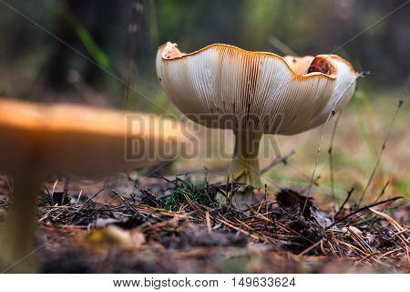 Poisonous mushrooms fungus toadstools in the forest Bright red mushroom fly agaric growing forest top view macro photo selective focus Close-up picture of Amanita in nature toxic mushroom fungus photo