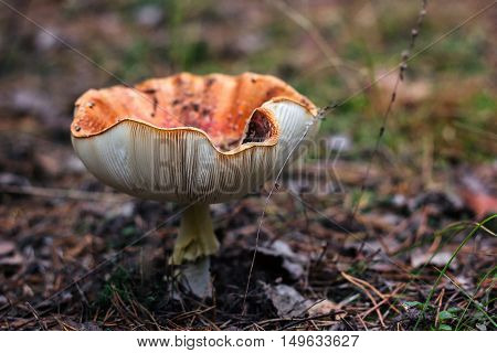 Poisonous mushrooms fungus toadstools in the forest Bright red mushroom fly agaric growing forest top view macro photo selective focus Close-up picture of Amanita in nature toxic mushroom fungus photo