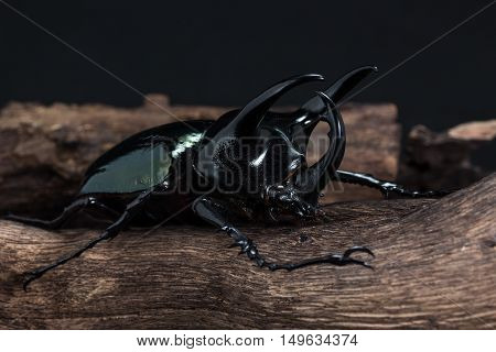 Three-horned Beetle (chalcosoma Caucasus)