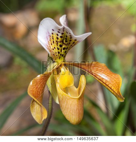 Lady Slipper Orchid Paphiopedilum. Wild Orchid Flower In Queen Sirikit Botanical Gardens Chiang Mai,