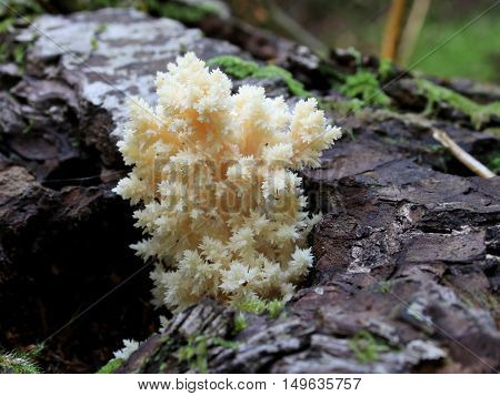 A Bear's Head Mushroom (Hericium abietis) growing on a log