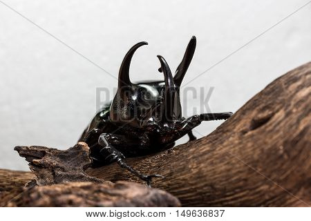 Three-horned Beetle (chalcosoma Caucasus)