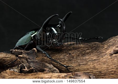 Three-horned Beetle (chalcosoma Caucasus)