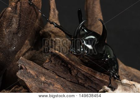 Three-horned Beetle (chalcosoma Caucasus)