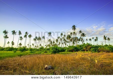 Landscapes On An Island