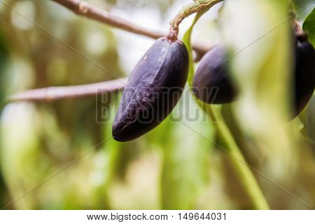 Black olives with a medicinal herb to treat stomach