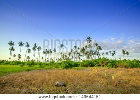 Landscapes On An Island