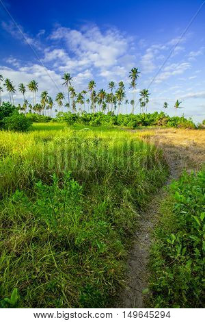 Landscapes On An Island