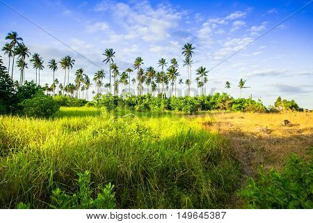 Landscapes On An Island