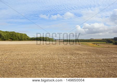 Cultivated Soil In Autumn