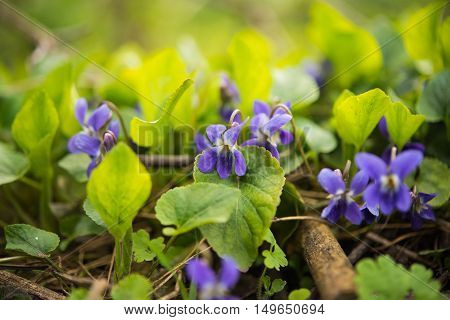 blooming violet flower growing on the meadow