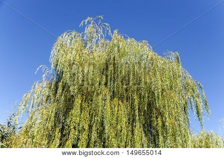Weepy willow  in the heavenly background, Sofia, Bulgaria