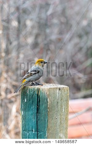 Pine Grosbeak