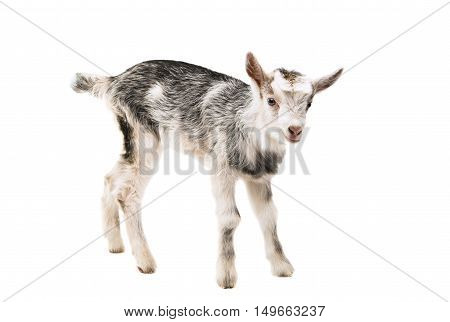 goat little  farm animal isolated on white background