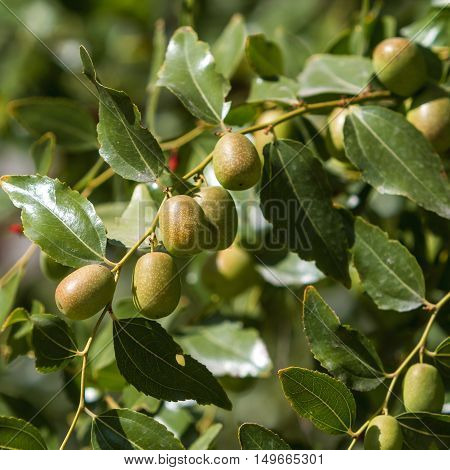Jujube fruit ripening on a branch among green leaves