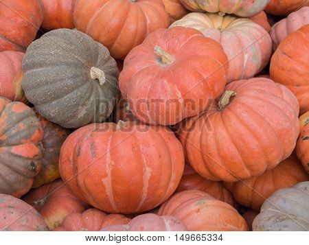 Harvest: Heap of Garbo Squash Cucurbita maxima