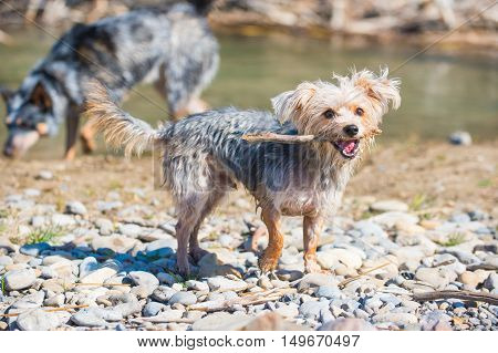 Morkie