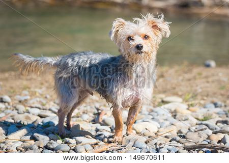Morkie