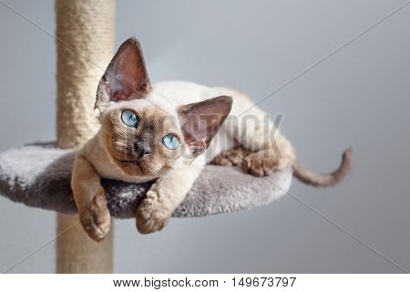 Beautiful kitten with blue eyes is sitting on the scratching post and enjoying the warmth of sunlight. Cat is sitting near the window. Pet Equipment, Accessories and supplies. Copy-space for your advertisement text