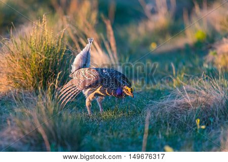 Sharp-tailed Grouse Lek