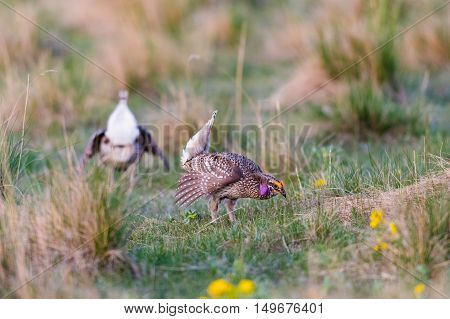 Sharp-tailed Grouse Lek