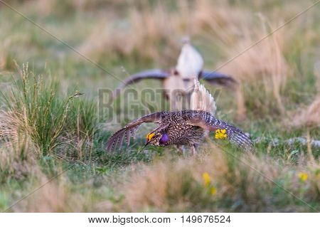 Sharp-tailed Grouse Lek