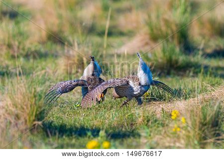 Sharp-tailed Grouse Lek