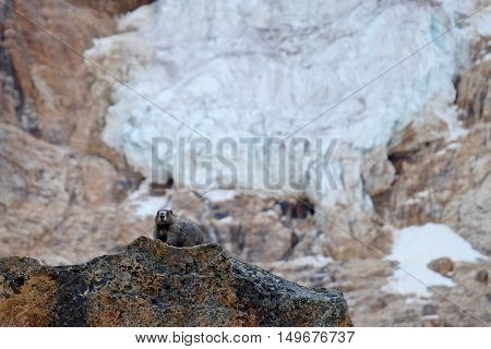 Canadian Marmot and glacier. Banff National Park. Canadian Rocky Mountains. Alberta. Canada.