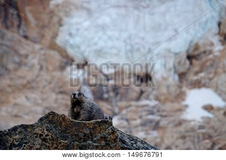 Hoary Marmot and glacier. Jasper National Park. Canadian Rockies. Alberta. Canada.