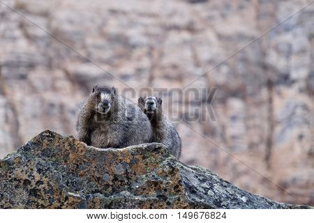 Couple of Hoary Marmots on rocks. Jasper National Park. Canadian Rocky Mountains. Alberta. Canada.