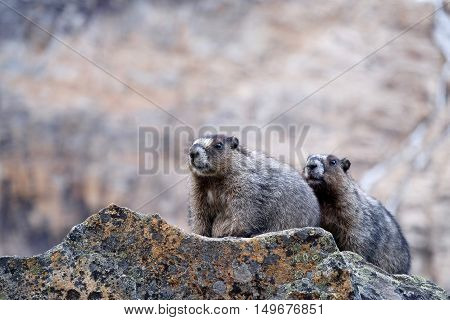 Two Hoary Marmots in mountains. Jasper National Park. Canadian Rocky Mountains. Alberta. Canada.